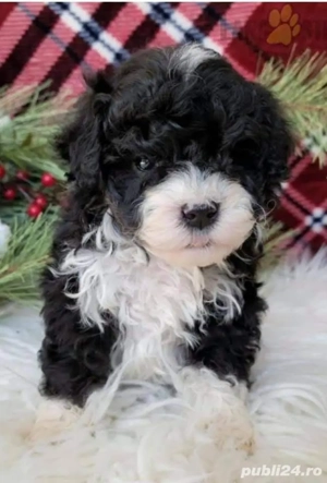 caniche poodle mini toy talie mica tricolor  - imagine 3