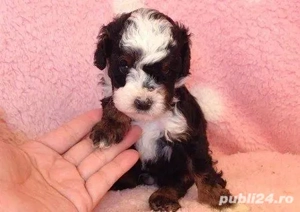 caniche poodle mini toy talie mica tricolor  - imagine 2