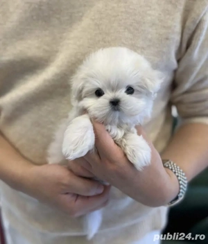 bichon maltez mini toy  - imagine 2