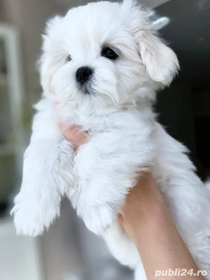 bichon maltez mini toy 