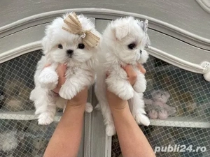 pui bichon maltez mini toy 