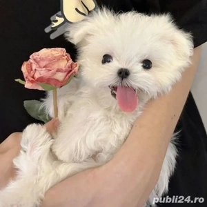 pui bichon maltez mini toy  - imagine 5