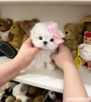 pui bichon maltez mini toy  - imagine 4