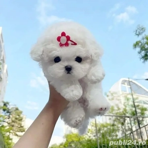 pui bichon maltez mini toy  - imagine 3