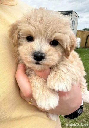 maltipoo poodle caniche mini toy 