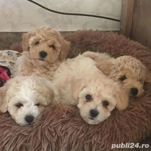 pui deosebiți maltipoo poodle mini toy  - imagine 3