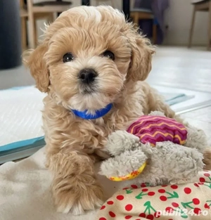 pui deosebiți maltipoo poodle mini toy  - imagine 2