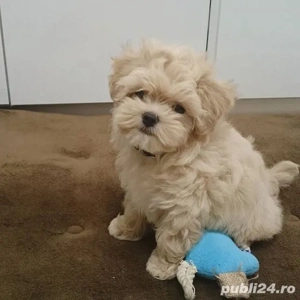 pui deosebiți maltipoo poodle mini toy 