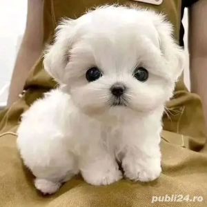 bichon maltez mini toy 