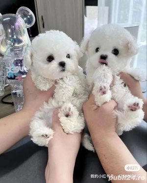 bichon maltez mini toy  - imagine 5