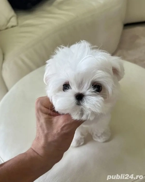 bichon maltez mini toy  - imagine 3