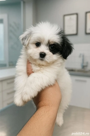 bichon maltez mini toy tricolor 