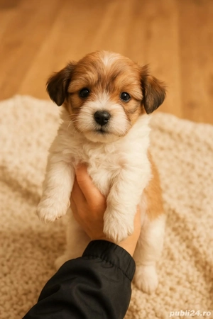 bichon maltez mini toy tricolor  - imagine 2