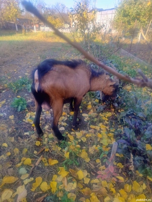 tap alpin francez  - imagine 4