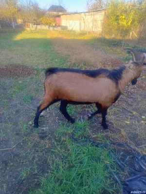 tap alpin francez  - imagine 3