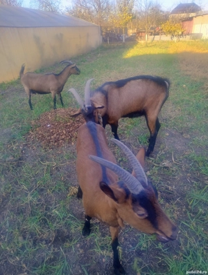 tap alpin francez  - imagine 2