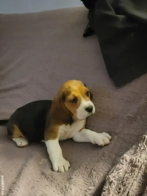 vind beagle  - imagine 2