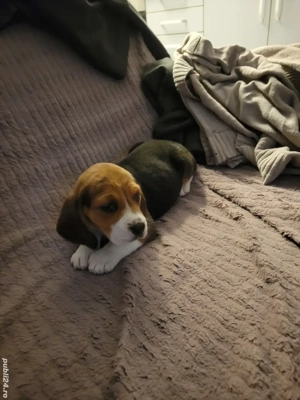 vind beagle  - imagine 3