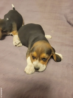 vind beagle  - imagine 5