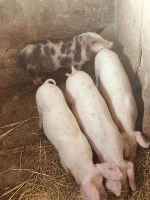 Șoldani de 12 săptămâni