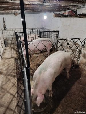 Porci de vânzare 