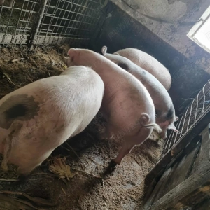 Vând porcii crescuți natural !!  - imagine 2