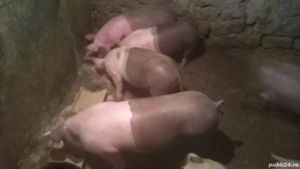 Vand sau schimb cu cereale. - imagine 2