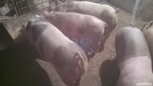 Vand sau schimb cu cereale. - imagine 3