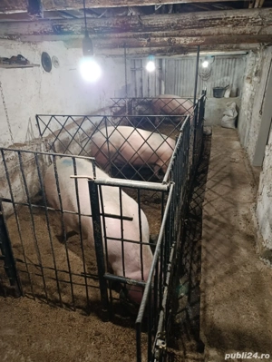 Porci de vânzare  - imagine 3