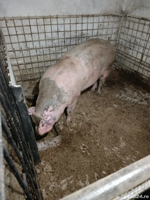 Porci de vânzare  - imagine 4
