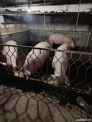 Porci de vânzare  - imagine 2