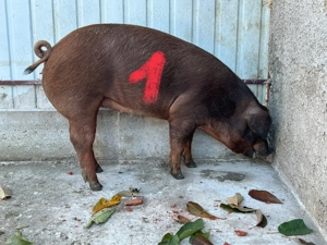 Căutăm casă nouă Duroc pur