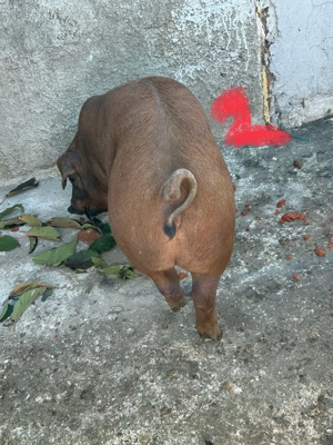 Scrofițe  căutăm casă nouă Duroc pur - imagine 3