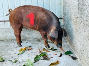 Grăsune căutăm casă nouă Duroc pur