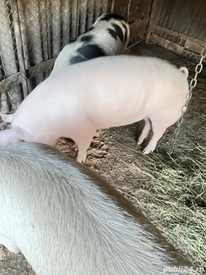 Porci de taiat 110-1130 kg