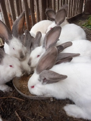 Uriaș de Transilvania  - imagine 5