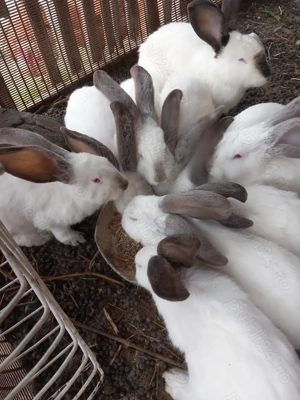 Uriaș de Transilvania  - imagine 4