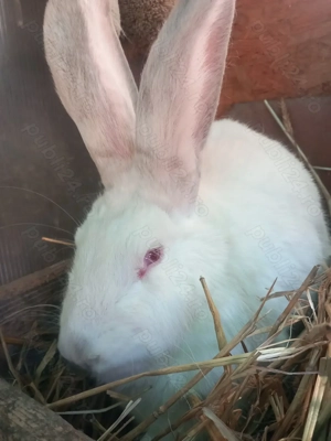 Uriaș de Transilvania  - imagine 2