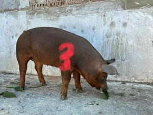 Scrofițe  căutăm casă nouă Duroc pur - imagine 4