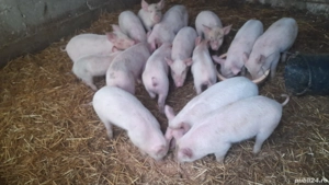 purcei  petrian cu landras. - imagine 3