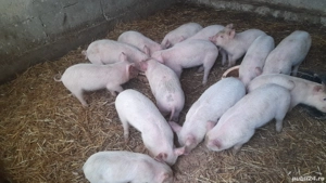 purcei  petrian cu landras.