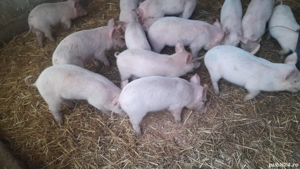 purcei  petrian cu landras. - imagine 2