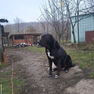 Femelă Ciobanesc de Asia Centrală  - imagine 2