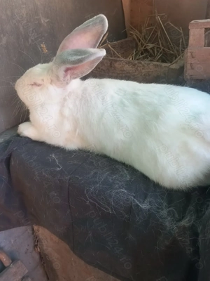 Uriaș de Transilvania 