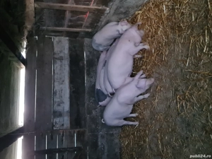 porci landrace Marele Alb.  