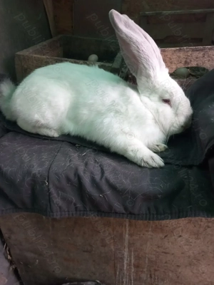 Uriaș de Transilvania  - imagine 3