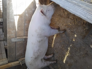 Porci gras de vanzare