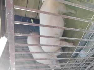 Porci gras de vanzare  - imagine 2