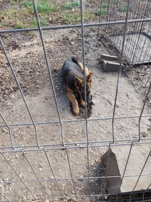 Pui din rasa ciobănesc german - imagine 3