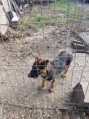 Pui din rasa ciobănesc german - imagine 2